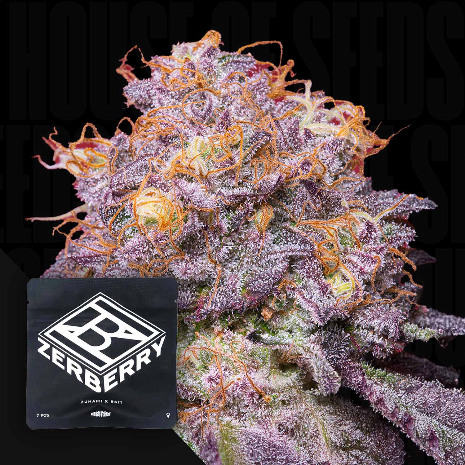 Zerberry - House of Seeds