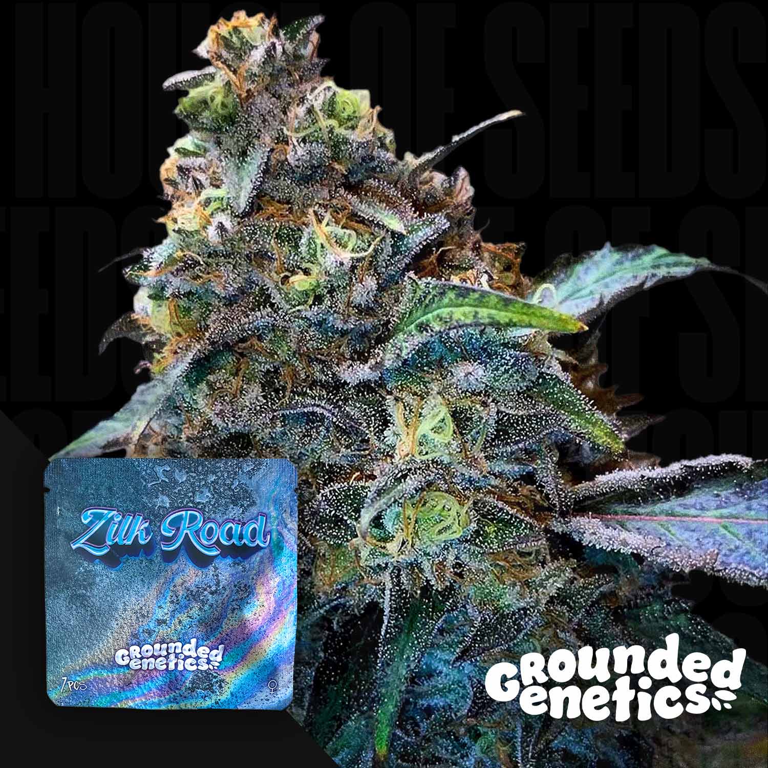 Zilk Road - House of Seeds