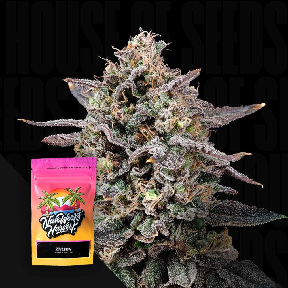 Ztilton - House of Seeds