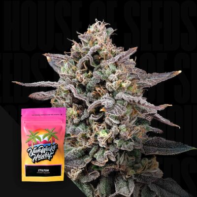 Ztilton - House of Seeds