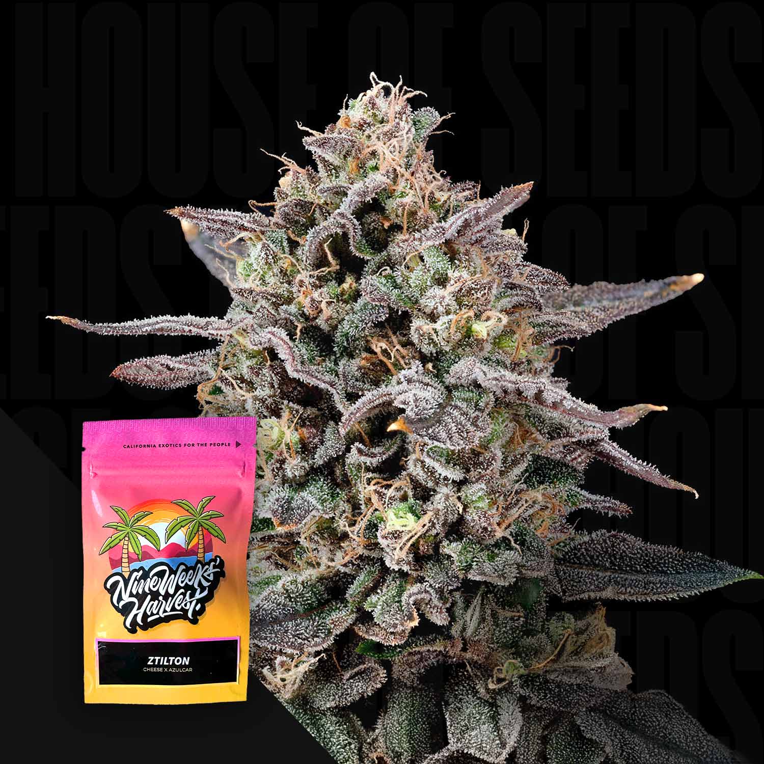 Ztilton - House of Seeds