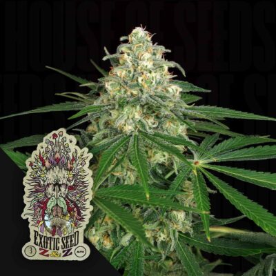 Z&Z Auto - House of Seeds