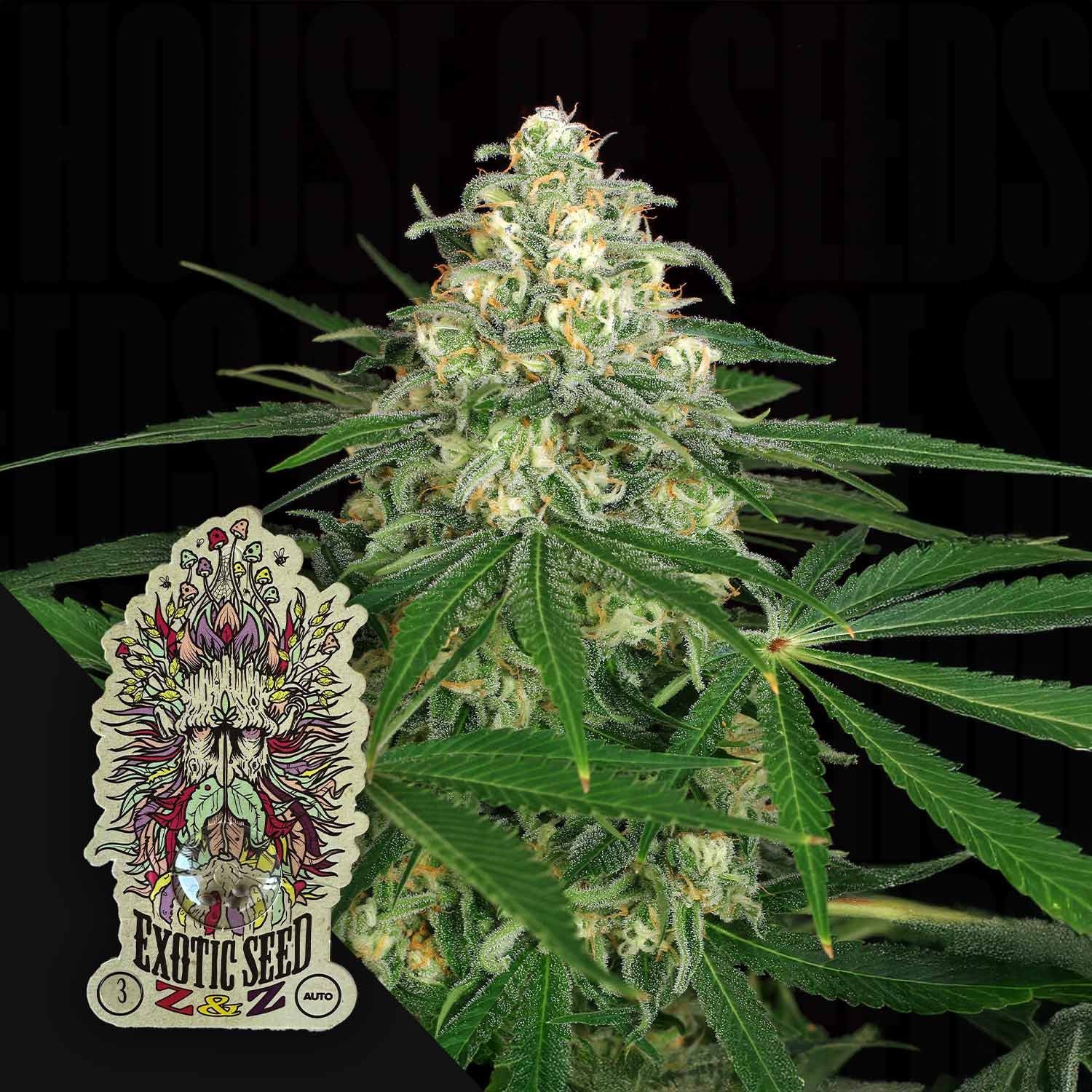 Z&Z Auto - House of Seeds