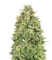 00 Skunk - Herbies