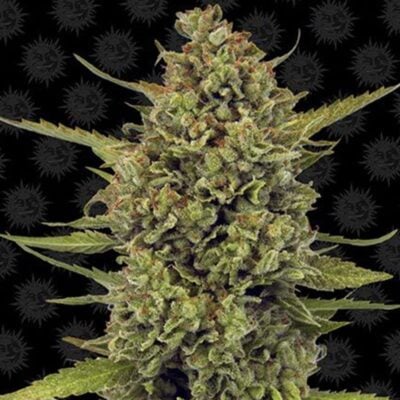 Acapulco Gold Feminisiert - Hanfgarten