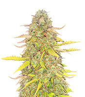 Acid Rain Autoflower - Herbies