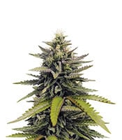 Afghan Hash Plant regular - Herbies