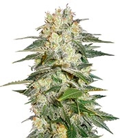 Afghan Kush Ryder Auto - Herbies