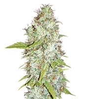 Afghan Kush x Skunk - Herbies