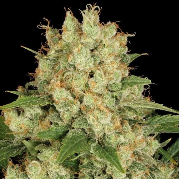 AK 47 - CBDNOL