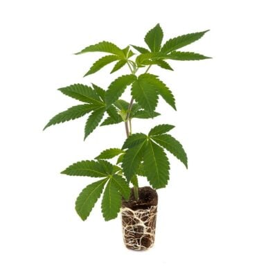 AK 47 - Hanfgarten