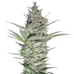 AK-47