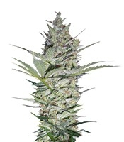 AK-47 - Herbies
