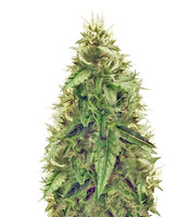 AK-49 Auto - Herbies