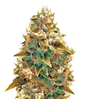 AK-49 - Herbies
