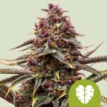 Alien OG