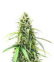 Also Know 47 Autoflower - Herbies