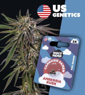 Ambrosia Kush Cali Seeds - Holy Hemp