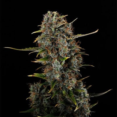 Amnesi-K Haze - Kannabia