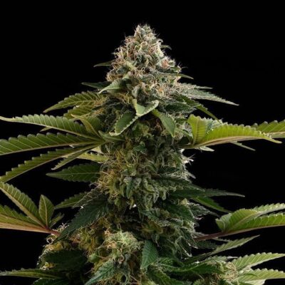 Amnesia Dream XL Auto - Kannabia