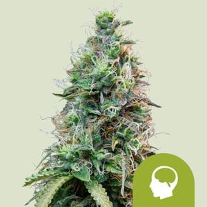 Amnesia Haze Auto – Royal Queen Seeds