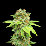 Amnesia Haze Samen Feminisiert - Lucky Hemp