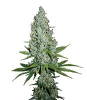 Amnesia Lemon - Herbies