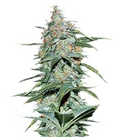 Amnesia Ryder Auto - Herbies
