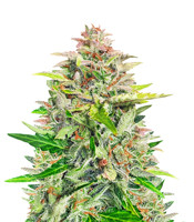 Amnesia Z Auto - Herbies