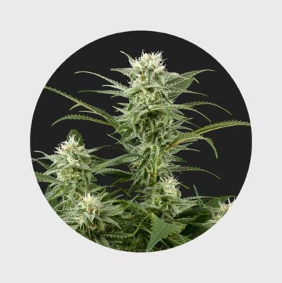 Amsterdams Finest Amnesia Haze 22% THC  full season – Happy420