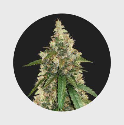 Amsterdams Finest Super Skunk 22% THC  auto flowering – Happy420