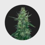 Amsterdams Finest White Widow 22,5% THC auto flowering