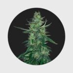Amsterdams Finest White Widow 22,5% THC auto flowering