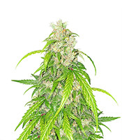 Apricot Auto - Herbies