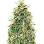 Auto 00 Cheese