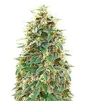 Auto 00 Cheese - Herbies