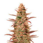 Auto Banana Blaze