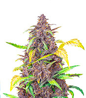 Auto Blackberry Kush - Herbies