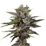 Auto Blueberry