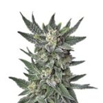 Auto Bubblegum