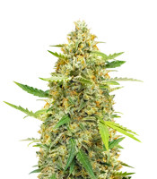 Auto Cinderella Jack - Herbies