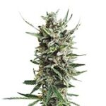 Auto Critical Hog