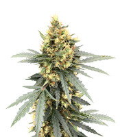 Auto Critical Orange Punch - Herbies