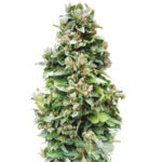 Auto Critical Soma