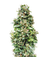 Auto Critical Soma - Herbies
