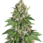 Auto Do-Si-Dos Cookies