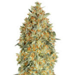 Auto Gorilla Blue
