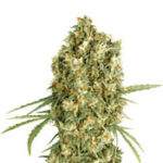Auto Jack Herer