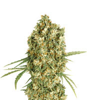 Auto Jack Herer - Herbies