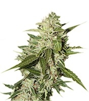 Auto Mazar - Herbies